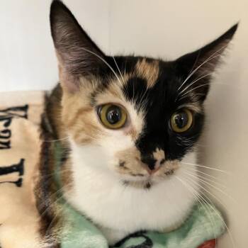 Harlow -  Domestic Short Hair Cat for Adoption in Dekalb, Illinois - Harlow | PetCurious