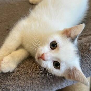 Penny -  Domestic Short Hair Cat for Adoption in Wheaton, Illinois - Penny | PetCurious