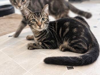 Jimmy -  Tabby and Domestic Short Hair Cat for Adoption in Skyline, Minnesota - Jimmy | PetCurious
