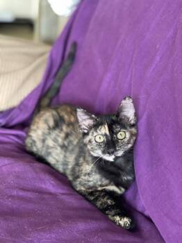 Carmella -  Domestic Short Hair Cat for Adoption in Honolulu, Hawaii - Carmella | PetCurious