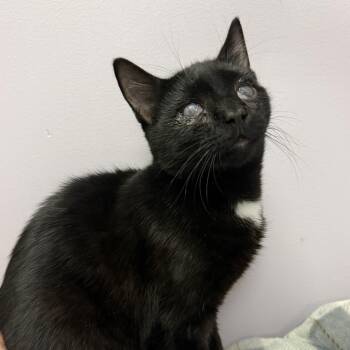 Stetson -  Domestic Short Hair Cat for Adoption in Cooperstown, New York - Stetson | PetCurious