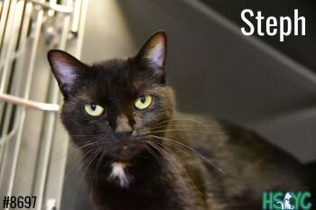 Steph -  Domestic Short Hair Cat for Adoption in Fort Mill, South Carolina - Steph | PetCurious