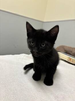 Domestic Short Hair Cats Available for Adoption in Leesburg, Virginia - CHARM | PetCurious