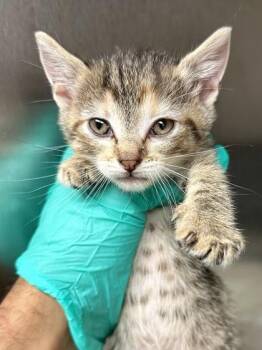 Road -  Domestic Short Hair Cat for Adoption in Wichita, Kansas - Road | PetCurious