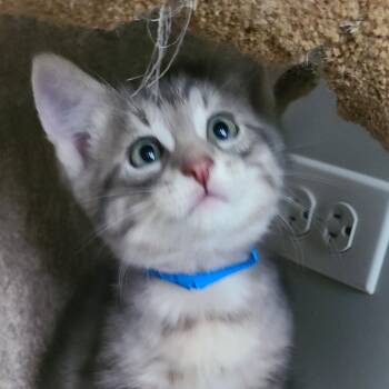 Narluga -  Domestic Short Hair Cat for Adoption in Oak Park, Illinois - Narluga | PetCurious