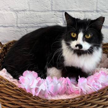 Fagin -  Domestic Medium Hair Cat for Adoption in Harrisonburg, Virginia - Fagin | PetCurious