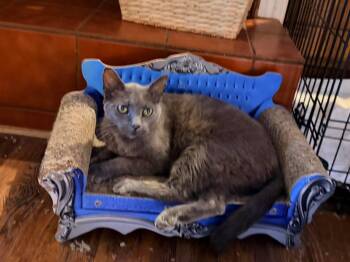 KITKAT -  Russian Blue and Domestic Short Hair Cat for Adoption in Capshaw, Alabama - KITKAT | PetCurious
