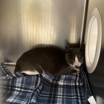 S64037 -  Domestic Short Hair Cat for Adoption in Newark, New Jersey - S64037 | PetCurious