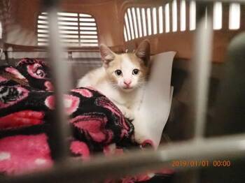 ORANGE JUICE -  Domestic Short Hair Cat for Adoption in St. Peters, Missouri - ORANGE JUICE | PetCurious