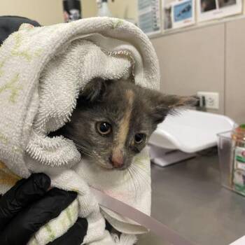 Pastel -  Domestic Short Hair Cat for Adoption in Chicago, Illinois - Pastel | PetCurious