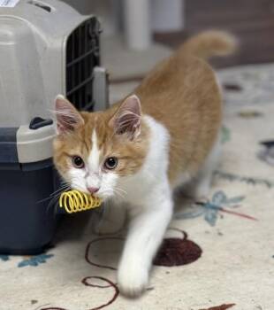 Muffin -  Domestic Medium Hair Cat for Adoption - Muffin | PetCurious