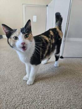 Fantasy -  Domestic Short Hair Cat Available for Adoption in Tucson, Arizona - Fantasy | PetCurious