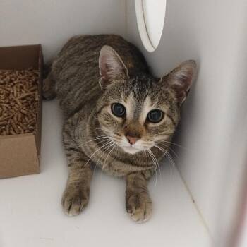 Domestic Short Hair Cats Available for Adoption - Star Dust | PetCurious