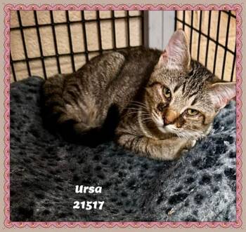 URSA -  Domestic Short Hair and Tabby Cat for Adoption in Marietta, Georgia - URSA | PetCurious