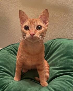 Petey -  Tabby Cat for Adoption in Allen, Texas - Petey | PetCurious