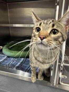 Aster -  Domestic Short Hair Cat for Adoption in Hilton Head Island, South Carolina - Aster | PetCurious