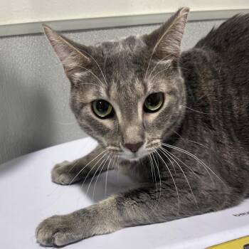 Martin -  Domestic Short Hair Cat for Adoption in Tampa, Florida - Martin | PetCurious