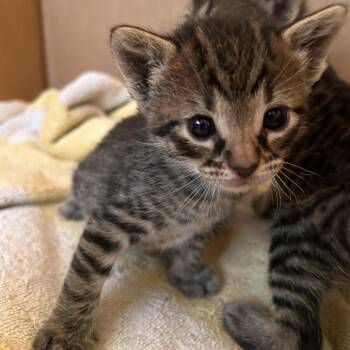 Domestic Short Hair Cats Available for Adoption in Austin, Texas - Itadori Yuji 3 | PetCurious