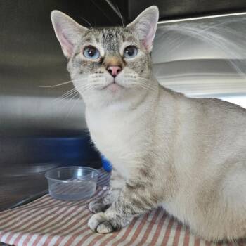 Fable Orr -  Domestic Short Hair Cat for Adoption in Eagle Mountain, Utah - Fable Orr | PetCurious