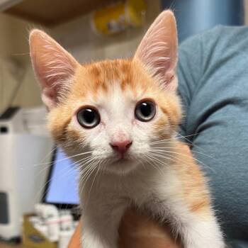 Edward -  Domestic Short Hair Cat for Adoption in Hendersonville, North Carolina - Edward | PetCurious