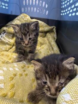 Sandy -  Domestic Short Hair Cat for Adoption in West Chester, Pennsylvania - Sandy | PetCurious