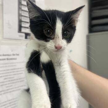 Crystal Snow -  Domestic Short Hair Cat for Adoption in Charleston, West Virginia - Crystal Snow | PetCurious