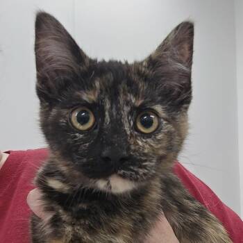 Domestic Short Hair Cats Available for Adoption - Laramie | PetCurious