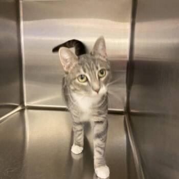 Domestic Short Hair Cats Available for Adoption - Bexley | PetCurious