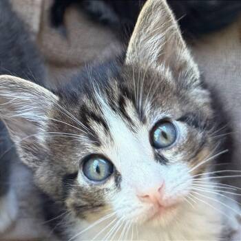 A1047213 Larry -  Domestic Medium Hair Cat for Adoption in Pleasant Hill, California - A1047213 Larry | PetCurious