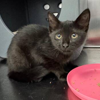 Freddie Mercury -  American Shorthair Cat for Adoption in Asheville, North Carolina - Freddie Mercury | PetCurious