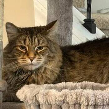 Harley -  Domestic Long Hair Cat for Adoption in Lynchburg, Virginia - Harley | PetCurious
