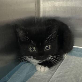 Annalise -  Domestic Short Hair Cat for Adoption in Corbin, Kentucky - Annalise | PetCurious