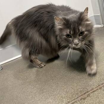Zoey -  Domestic Long Hair and Domestic Short Hair Cat for Adoption in Janesville, Wisconsin - Zoey | PetCurious