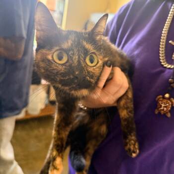 Domestic Short Hair Cats Available for Adoption in Corinth, Mississippi - Nebula | PetCurious