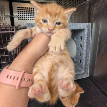 Poseidon -  Domestic Short Hair Cat for Adoption in Birmingham, Alabama - Poseidon | PetCurious