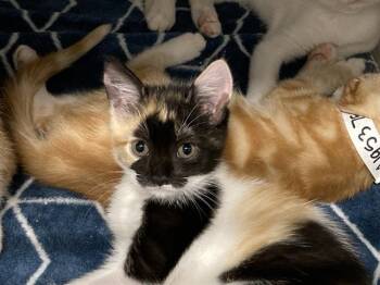 SOUP -  Domestic Short Hair Cat for Adoption in Tustin, California - SOUP | PetCurious