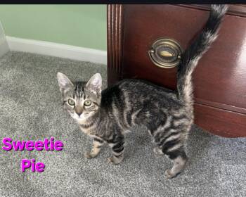 Domestic Short Hair Cats Available for Adoption - Sweetie Pie  | PetCurious