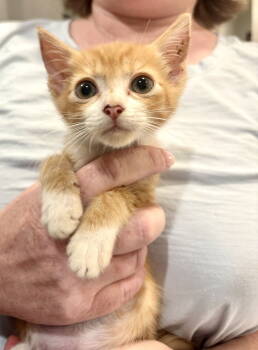 Rescue Domestic Short Hair Cats for Adoption in Camden, South Carolina - Robin Hood (Available For Pre-adoption) | PetCurious