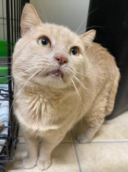 Rescue Domestic Short Hair Cats for Adoption in Fall River, Massachusetts - Garfield | PetCurious
