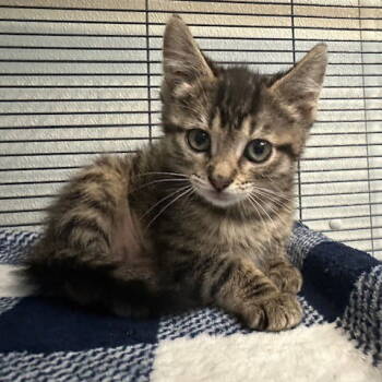 Rescue Domestic Long Hair Cats for Adoption in Dallas, Texas - Buttercup | PetCurious