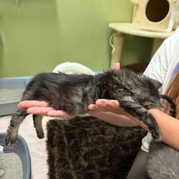 Roast Beef -  Domestic Medium Hair Cat for Adoption in Driggs, Idaho - Roast Beef | PetCurious