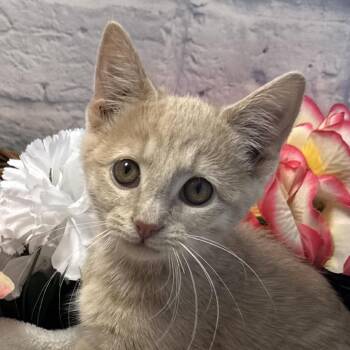 Oliver -  Domestic Short Hair Cat for Adoption in Harrisonburg, Virginia - Oliver | PetCurious