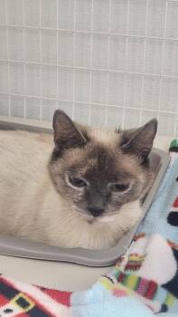 Sugar -  Domestic Short Hair Cat for Adoption in Brookings, Oregon - Sugar | PetCurious