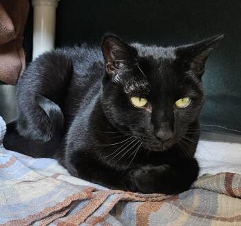Rescue Domestic Short Hair Cats for Adoption in Derwood, Maryland - Squid | PetCurious