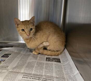 Domestic Short Hair Cats Available for Adoption in Houston, Texas - NALA | PetCurious