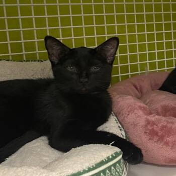 Blackie -  Domestic Short Hair Cat for Adoption in Tallahassee, Florida - Blackie | PetCurious
