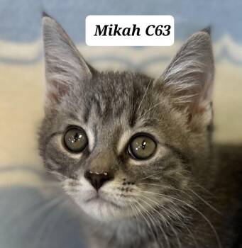Mikah -  Domestic Medium Hair Cat for Adoption in Morganton, North Carolina - Mikah | PetCurious