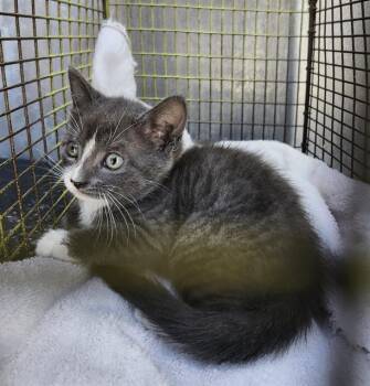 KITTY PURRY -  Domestic Short Hair Cat for Adoption in San Antonio, Texas - KITTY PURRY | PetCurious