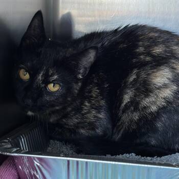 Domestic Short Hair Cats Available for Adoption in Matteson, Illinois - Sheba | PetCurious
