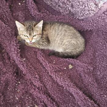 Domestic Short Hair Cats Available for Adoption in Midland, Texas - Tinsel | PetCurious